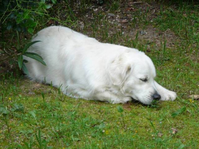 Tao - Golden Retriever Mâle (1 an)