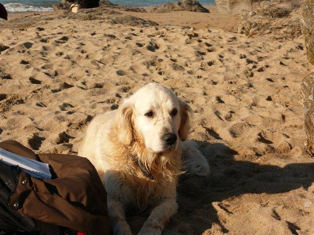 Némo - Golden Retriever Mâle (5 ans)