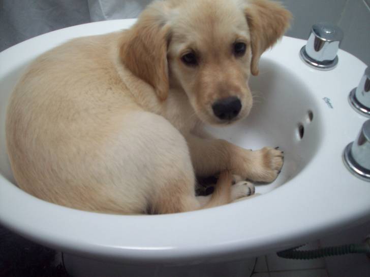 Oliver - Golden Retriever Mâle (3 mois)