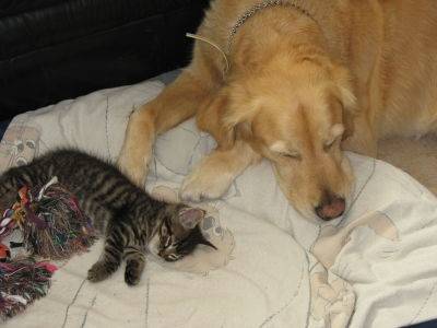 Cento mit Lio - Golden Retriever Mâle (10 ans)