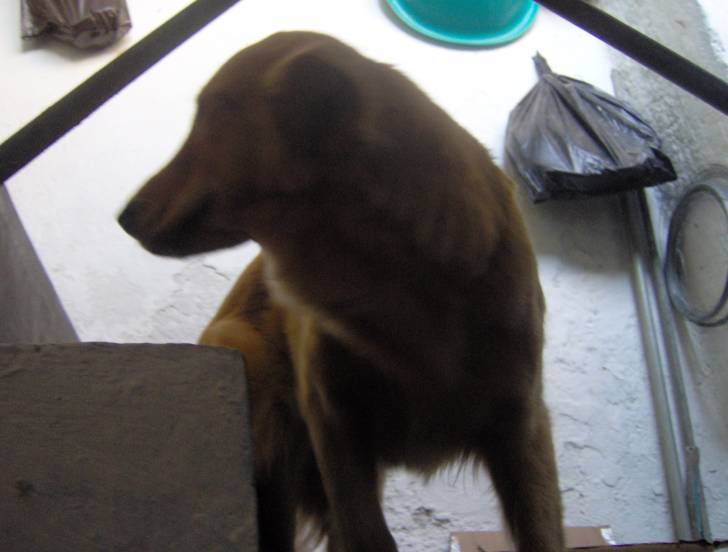 perla - Golden Retriever (1 an)