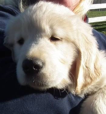 Gavin Sleepy After a Walk At The Park - Golden Retriever Mâle (1 mois)