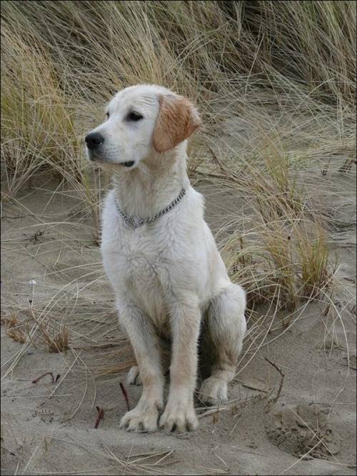 Dollar - Golden Retriever Mâle (3 ans)