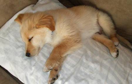 Roudor - Golden Retriever Mâle (1 mois)