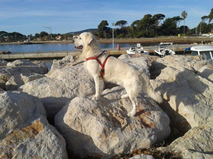 Voyou - Golden Retriever Mâle (9 ans)