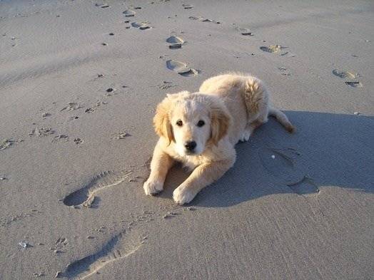 Poker - Golden Retriever Mâle (8 mois)