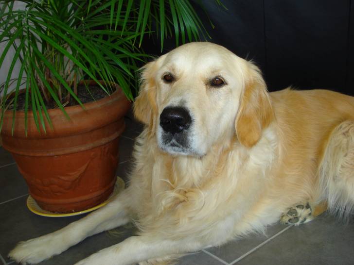 Anouck - Golden Retriever (4 ans)