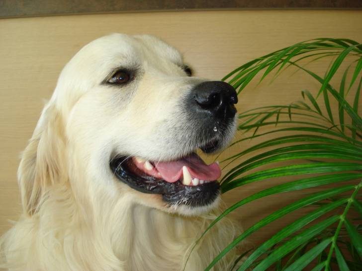 Calou - Golden Retriever Mâle (2 ans)