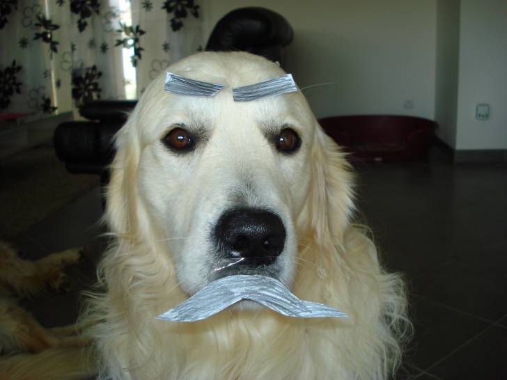 Calou énervé - Golden Retriever Mâle (2 ans)