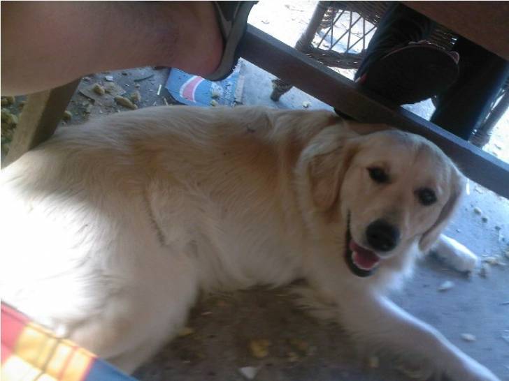 DJ - Golden Retriever Mâle (2 ans)