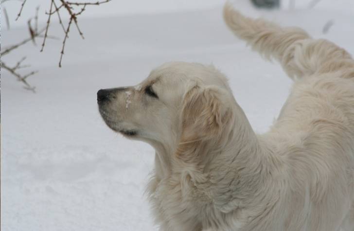 Poker - Golden Retriever Mâle (1 an)