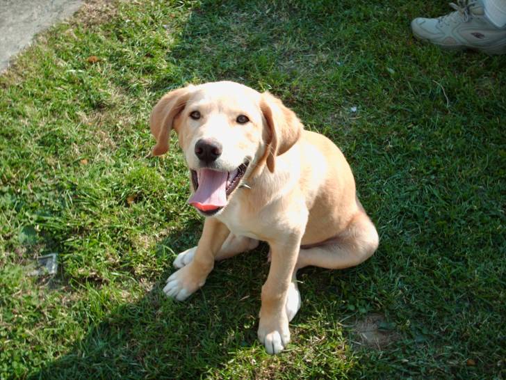 theo - Golden Retriever Mâle (1 an)