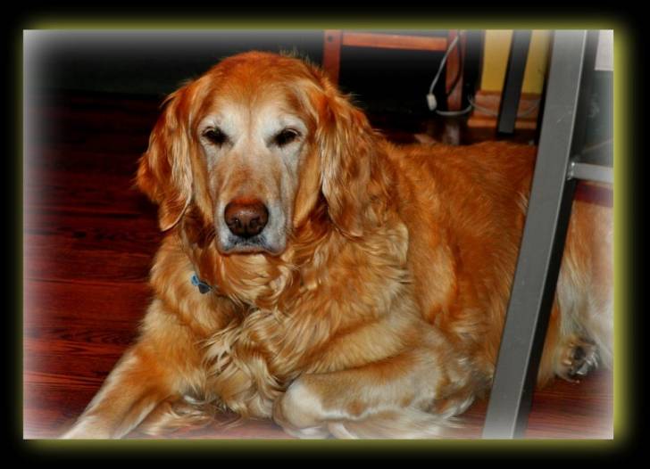 Ginger - Golden Retriever (12 ans)