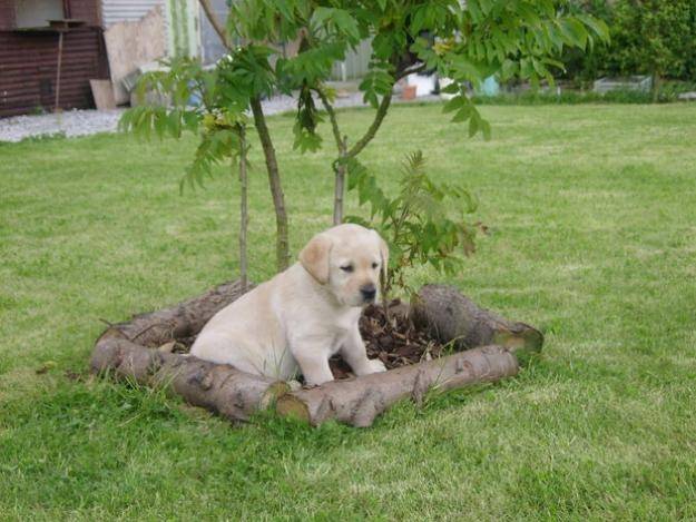 Léo - Golden Retriever Mâle (6 mois)