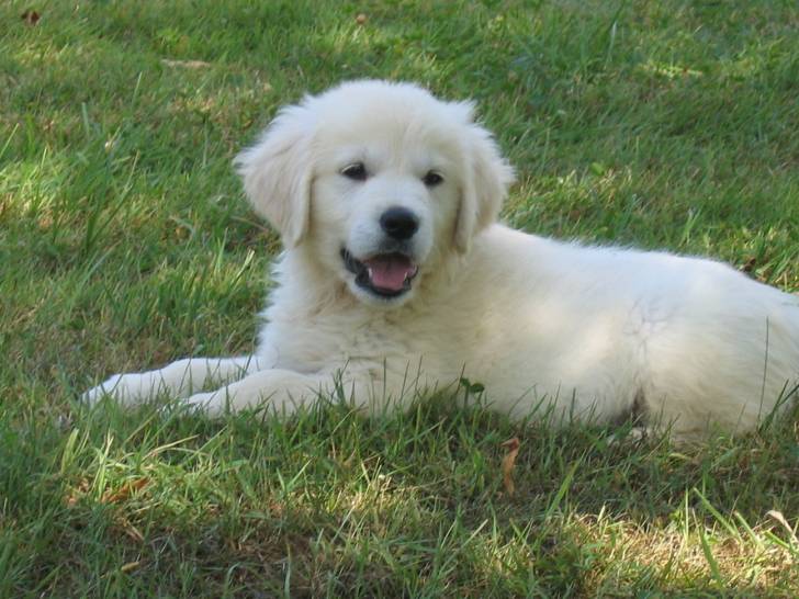 vanille - Golden Retriever (3 mois)