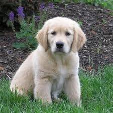 Kai - Golden Retriever Mâle (1 an)