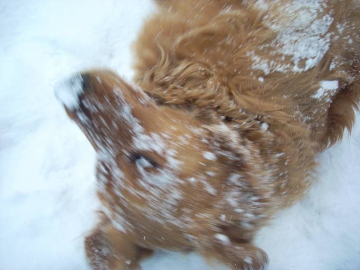 Buddy - Golden Retriever Mâle (2 ans)