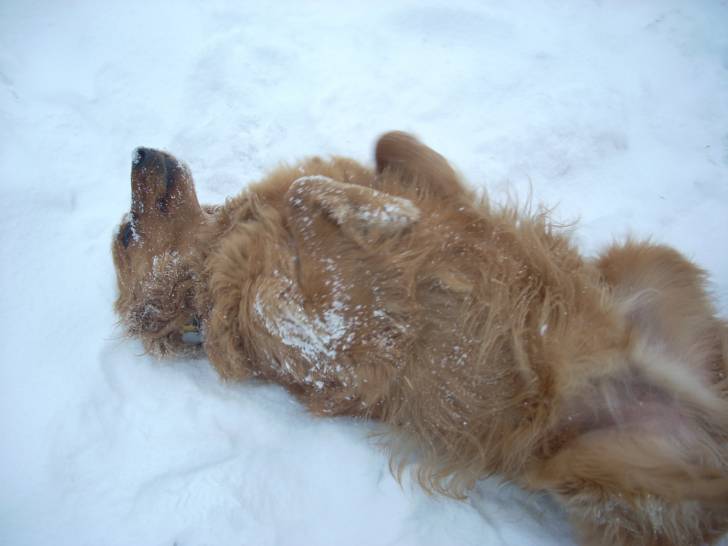 Buddy - Golden Retriever Mâle (2 ans)