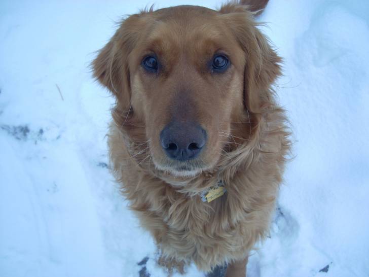 Buddy - Golden Retriever Mâle (2 ans)