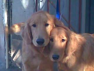 maya18512 - Golden Retriever (3 mois)