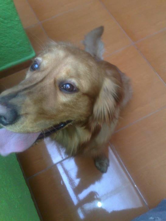 Kaiser - Golden Retriever Mâle (1 an)