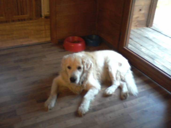 picolo - Golden Retriever Mâle (14 ans)