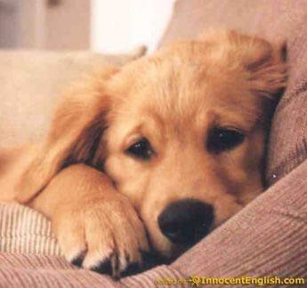 Bandit - Golden Retriever Mâle (1 mois)