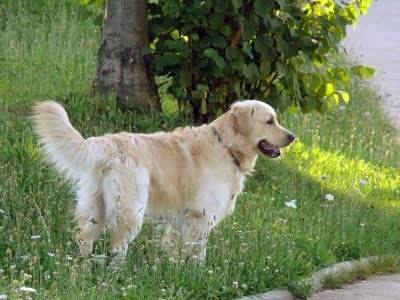 ala - Golden Retriever (3 mois)