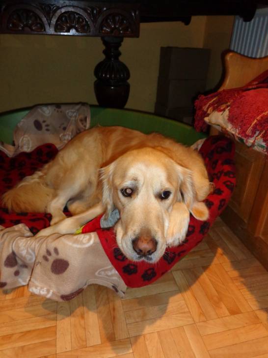 Cody - Golden Retriever Mâle (3 ans)
