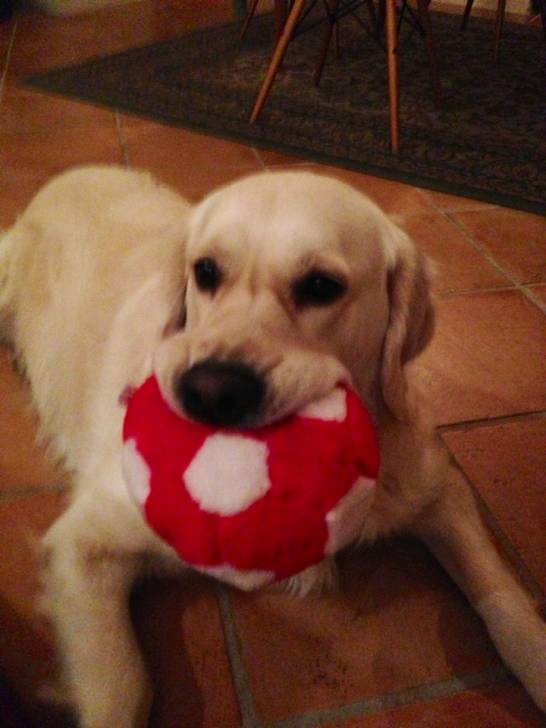 Bora - Golden Retriever (2 ans)