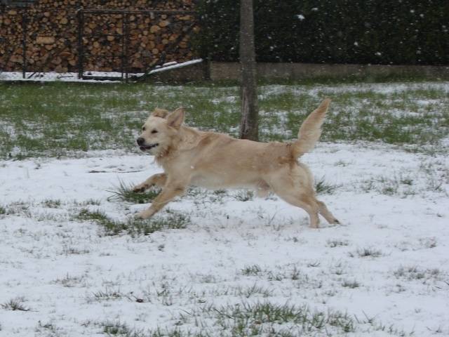 Rox - Golden Retriever Mâle (Autre)