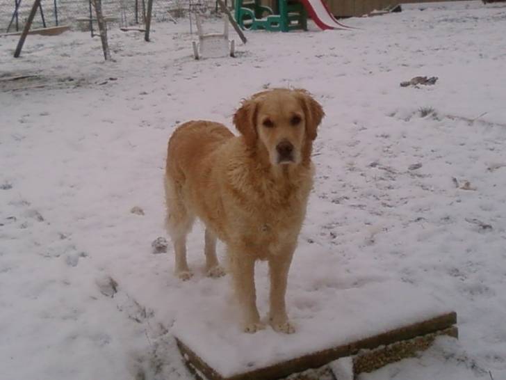 Aby - Golden Retriever (5 ans)
