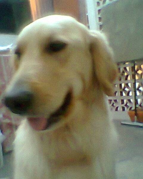 nell - Golden Retriever (3 ans)