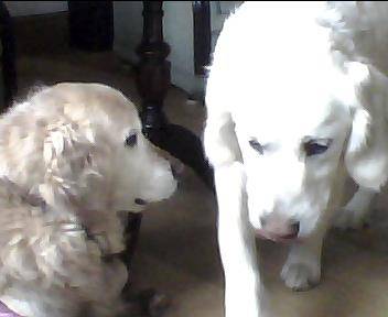 Sadie and Sian - Golden Retriever (7 mois)