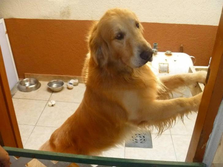 buddy - Golden Retriever Mâle (6 ans)