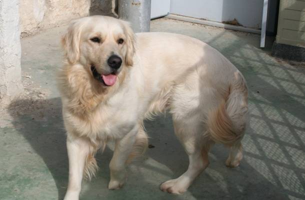 Sullyvan - Golden Retriever Mâle (5 ans)