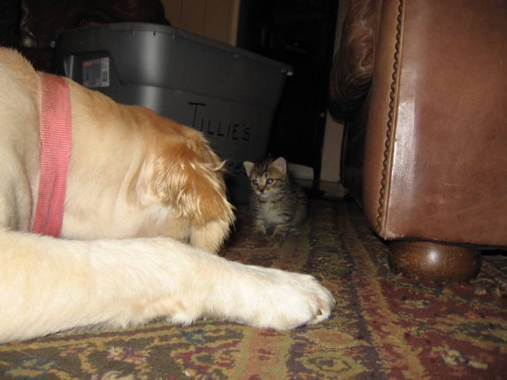 Maddie - Golden Retriever (8 ans)