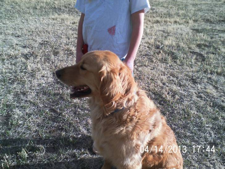Alvin - Golden Retriever Mâle (1 an)