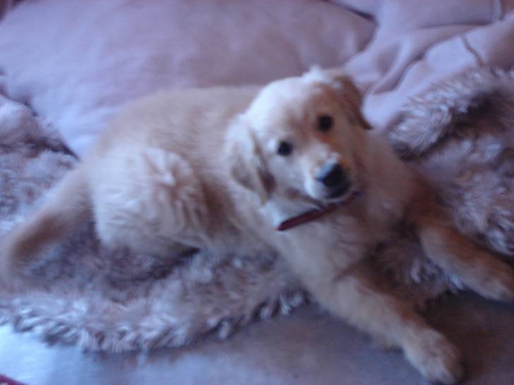 CHANEL - Golden Retriever (2 ans)