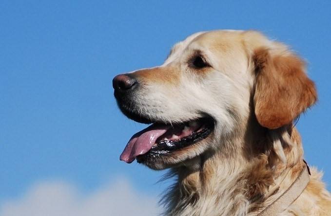 Tixie - Golden Retriever (3 ans)