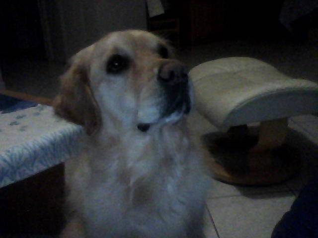Capsule - Golden Retriever (6 ans)