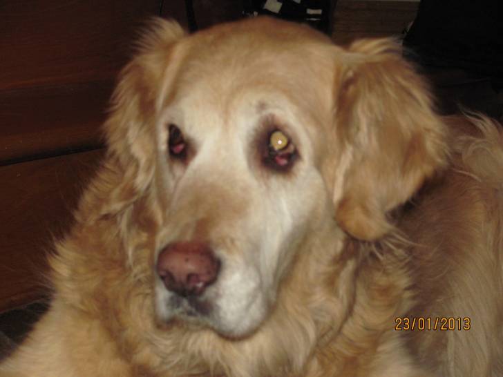 Doris - Golden Retriever (10 ans)