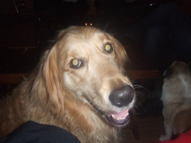 Viktor - Golden Retriever Mâle (4 ans)
