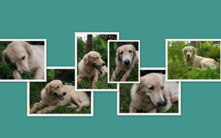 Alex - Golden Retriever Mâle (2 ans)