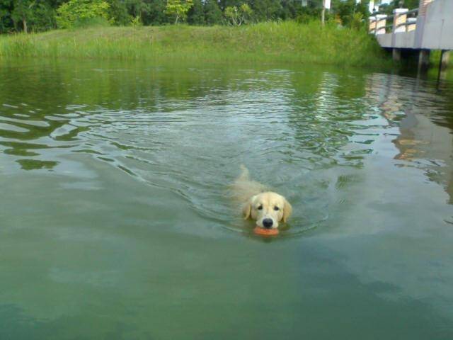 Alex - Golden Retriever Mâle (2 ans)