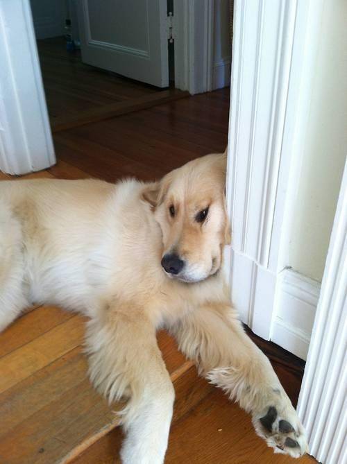 Alex - Golden Retriever Mâle (2 ans)