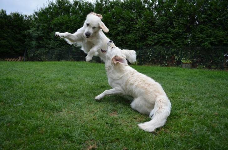 Alex and friends - Golden Retriever Mâle (2 ans)