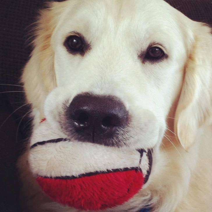 Max - Golden Retriever Mâle (2 ans)