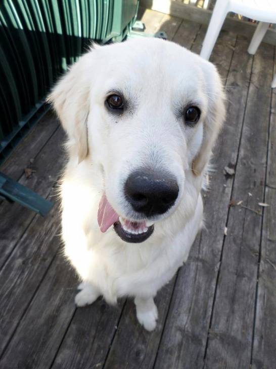 Max - Golden Retriever Mâle (2 ans)