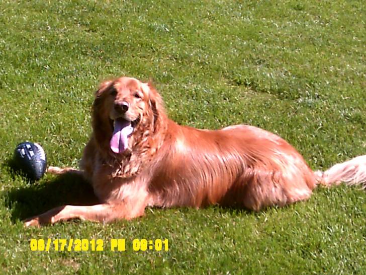 Simba - Golden Retriever Mâle (5 ans)